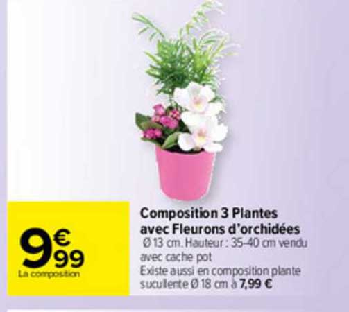 composition 3 plantes avec fleurons d'orchidées