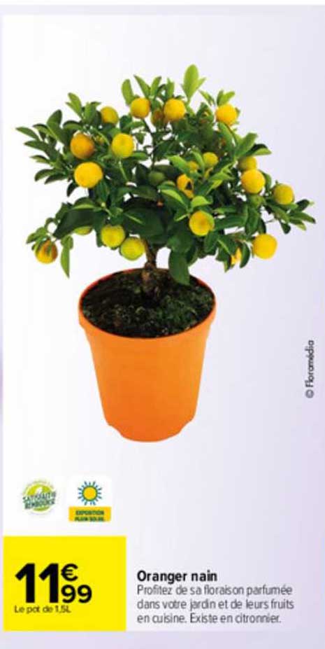 oranger nain