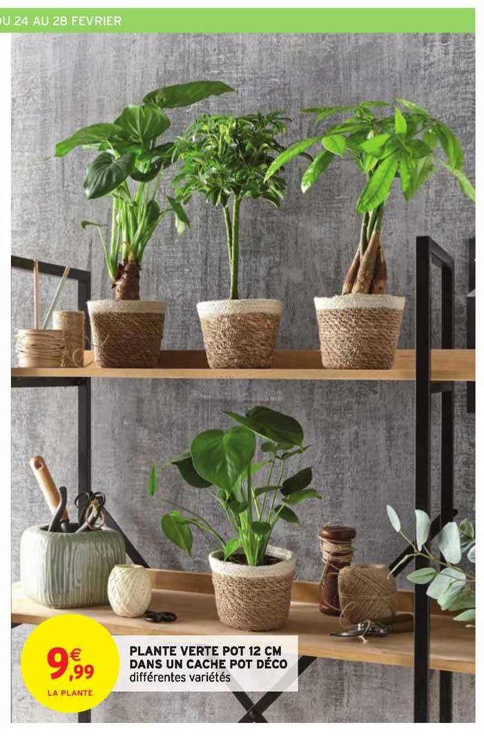 plante verte pot 12 cm dans un cache pot déco