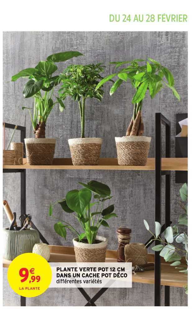 plante verte pot 12 cm dans un cache pot déco