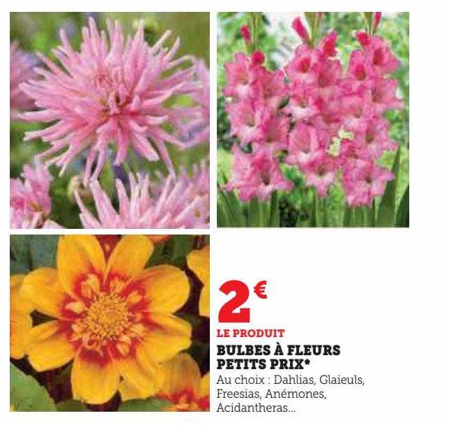 bulbes à fleurs petits prix