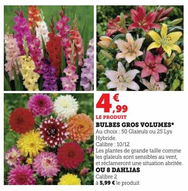 bulbes gros volumes ou 8 dahlias