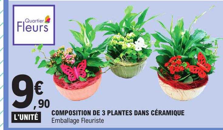 composition de 3 plantes dans céramique