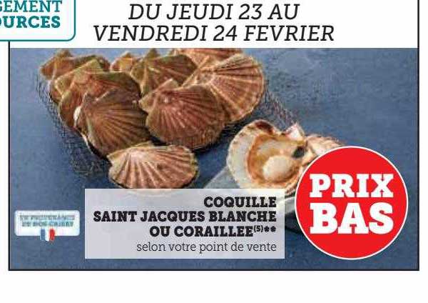 coquille saint jacques blanche ou coraillée