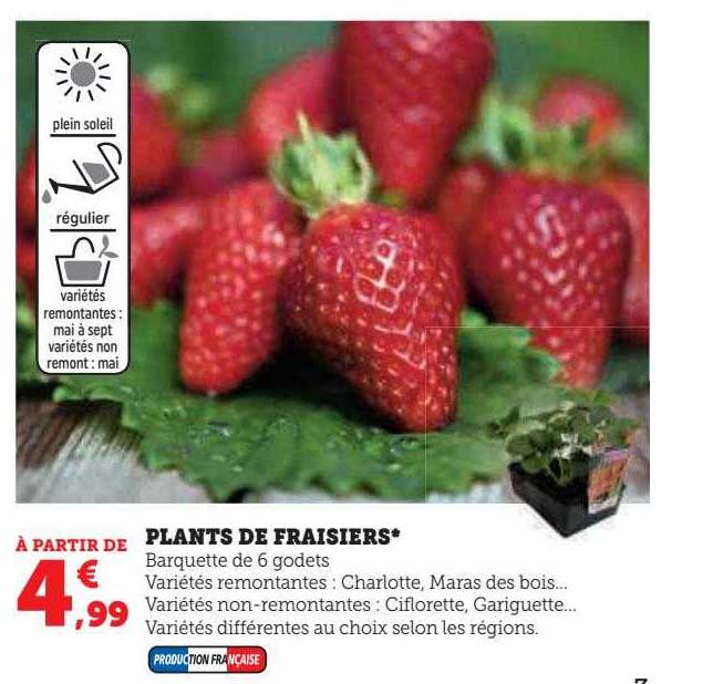 plants de fraisiers