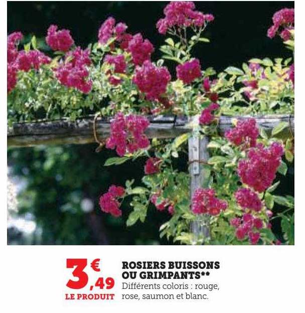 rosiers buissons ou grimpants