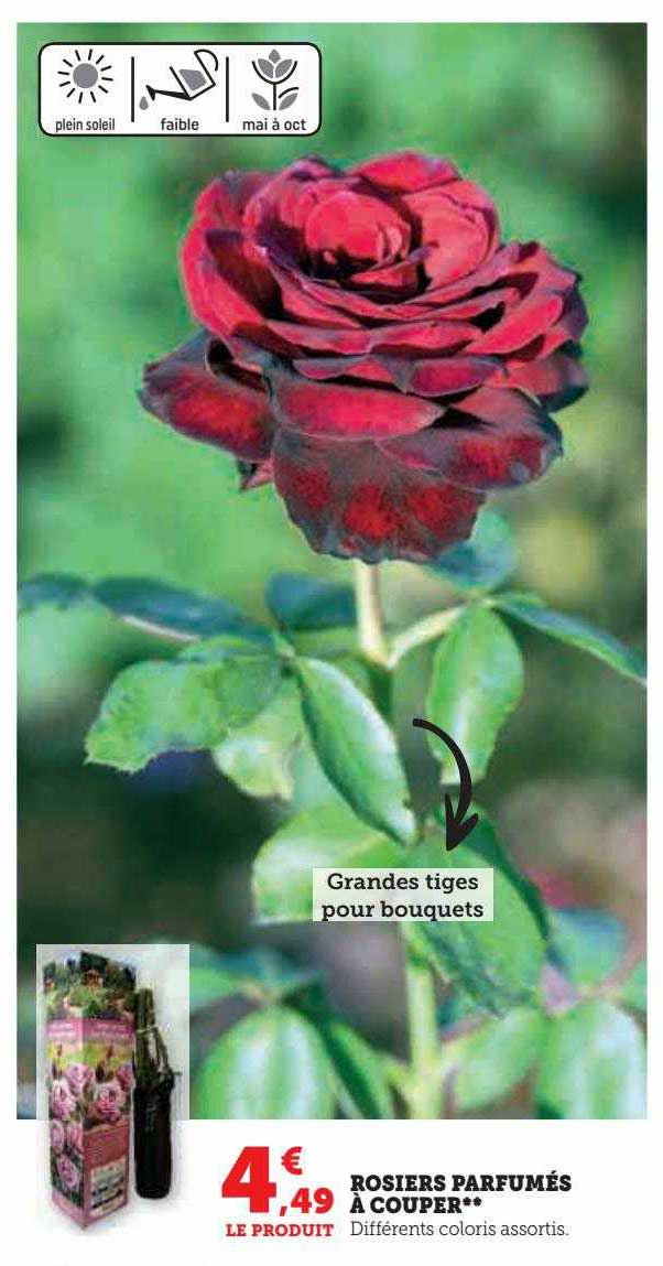 rosiers parfumés à couper