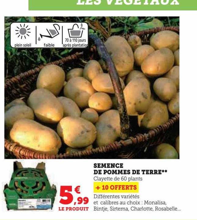 semence de pommes de terre