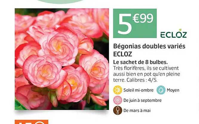 bégonias doubles variés ecloz