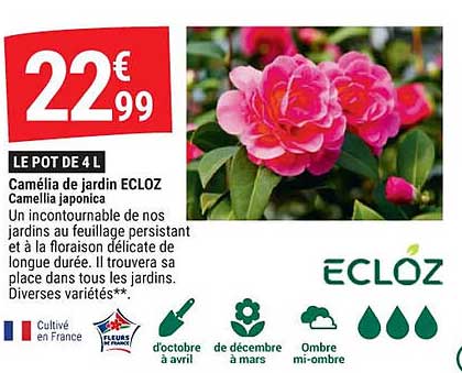 Camélia De Jardin Ecloz