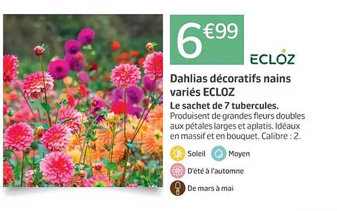 dahlias décoratifs nains variés ecloz