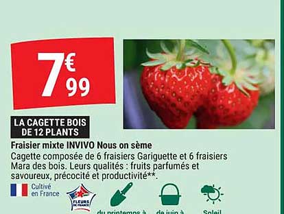 fraisier mixte invivo nous on sème