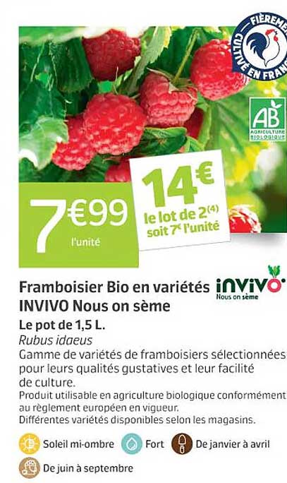 framboisier bio en variétés invivo nous on sème