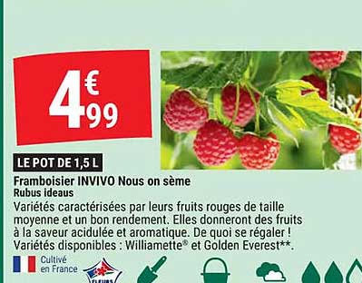 Framboisier Invivo Nous On Sème