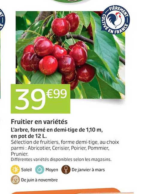 fruitier en variétés l'arbre, formé en demi-tige de 1,10 m, en pot de 12 l