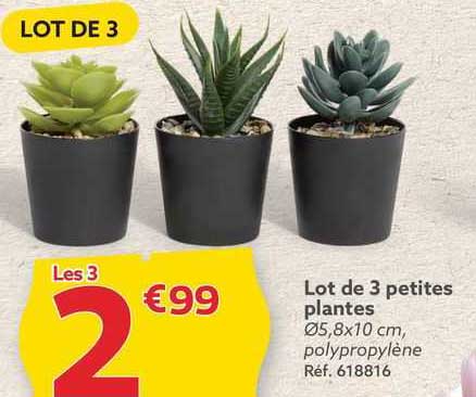 lot de 3 petites plantes