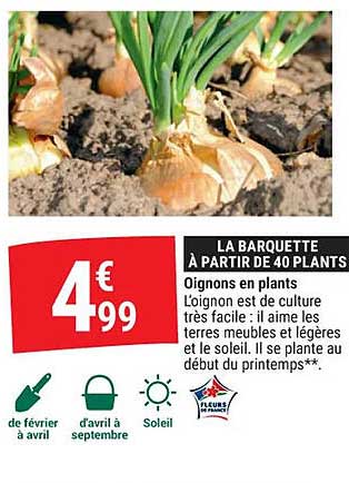 oignons en plants