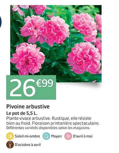 pivoine arbustive