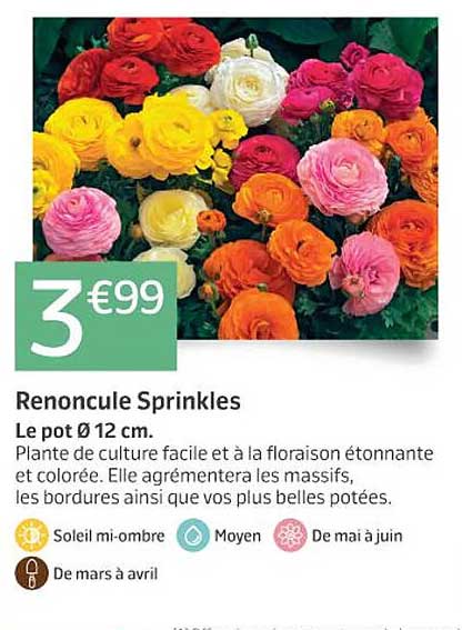 renoncule sprinkles