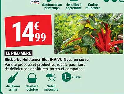 rhubarbe holsteiner blut invivo nous on sème