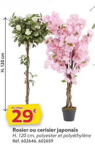 Rosier Ou Cerisier Japonais