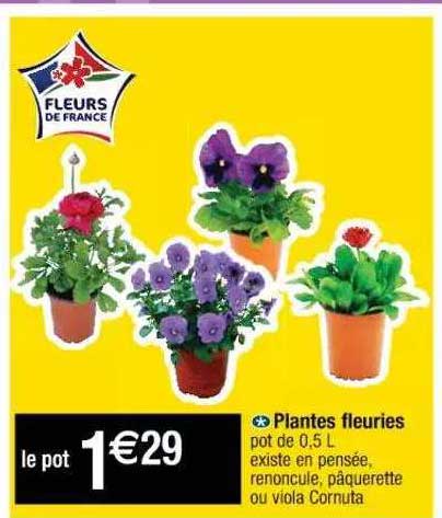 plantes fleuries