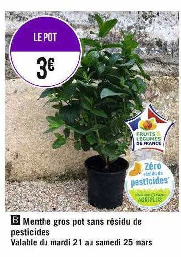 menthe gros pot sans résidu de pesticides
