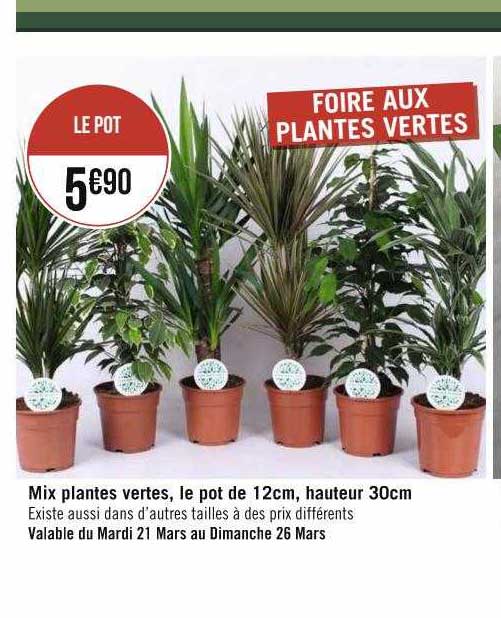 mix plantes vertes, le pot de 12 cm, hauteur 30 cm