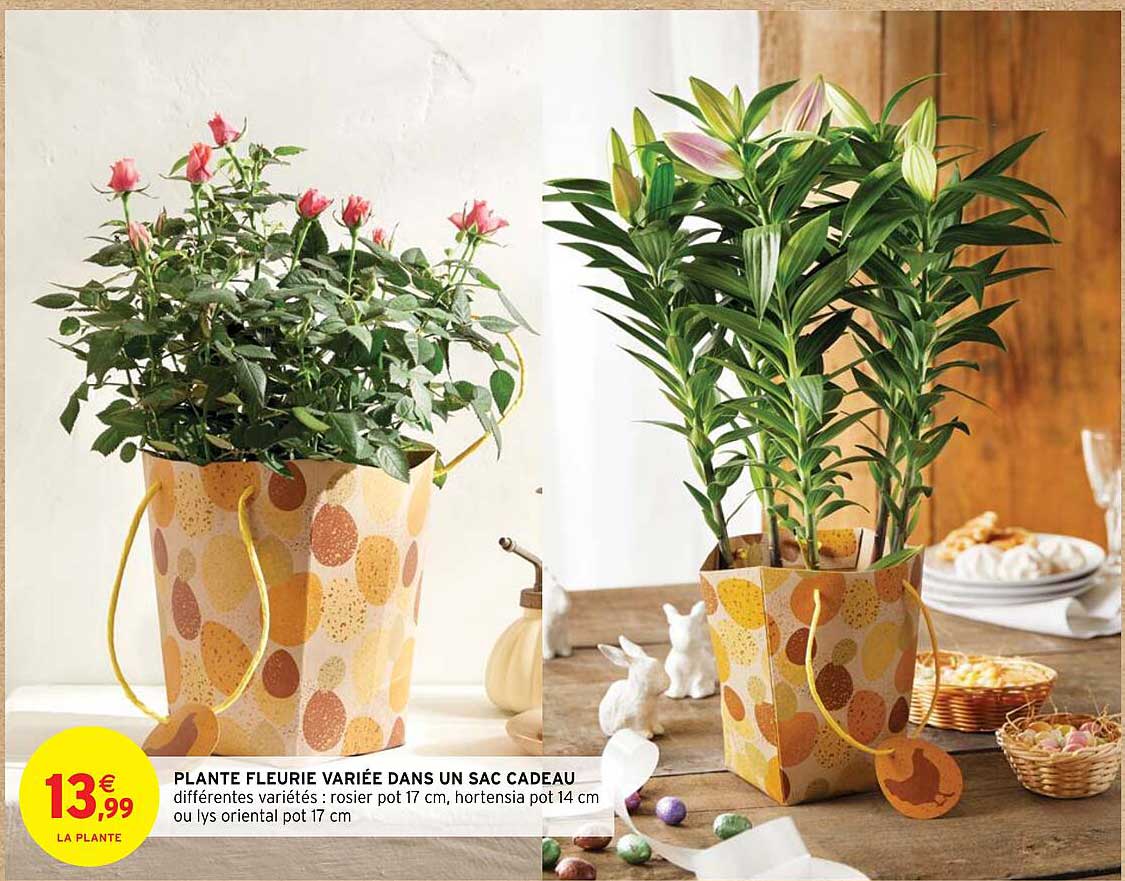 plante fleurie variée dans un sac cadeau