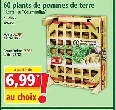 60 plants de pommes de terre