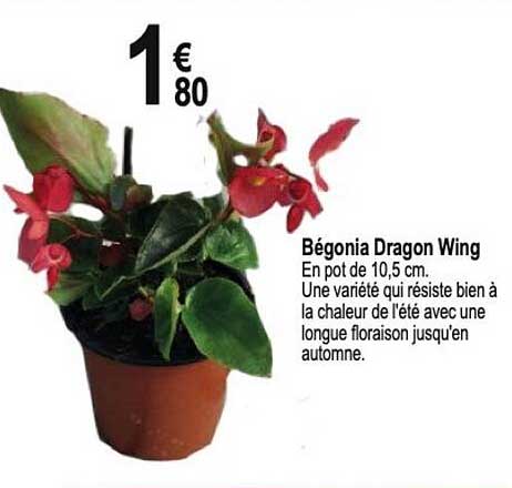 bégonia dragon wing