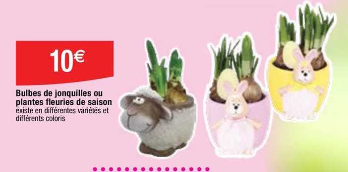 bulbes de jonquilles ou plantes fleuries de saison