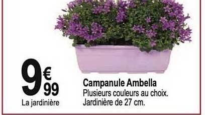 campanule ambella