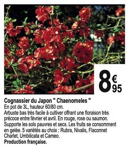 Cognassier Du Japon "chaenomeles"