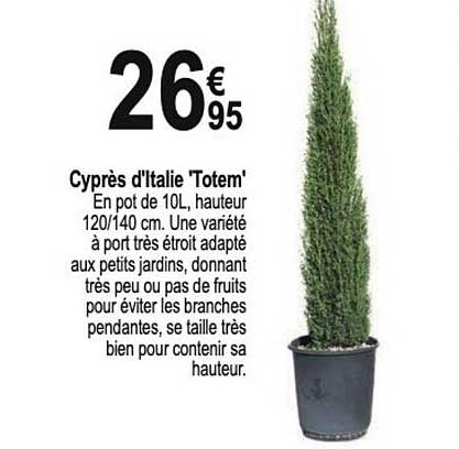 cyprès d'italie 'totem'