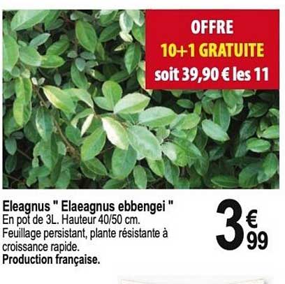 eleagnus "elaeagnus ebbengei"