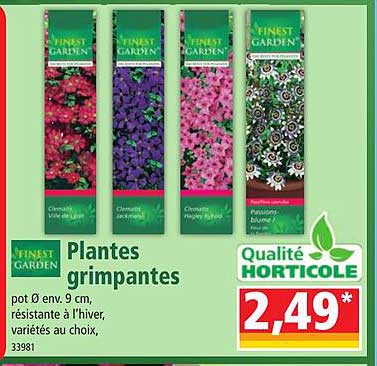 finest garden plantes grimpantes