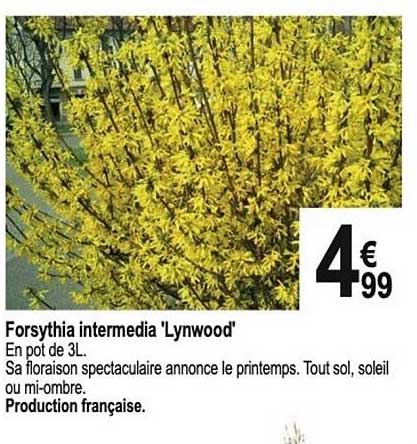 Forsythia Intermedia 'lynwood'