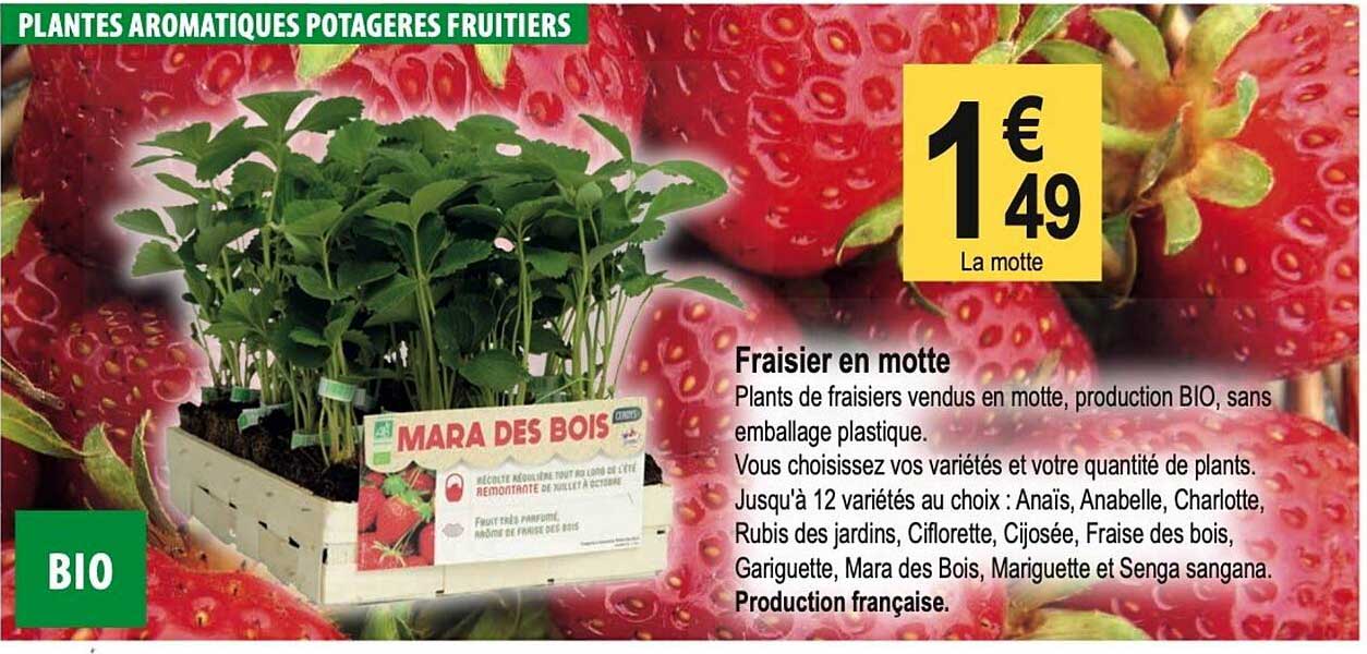 fraisier en motte