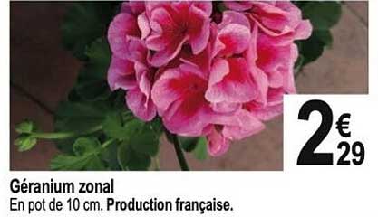 géranium zonal