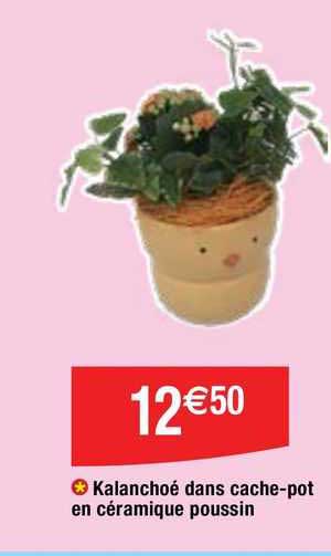 kalanchoé dans cache-pot en céramiaue poussin