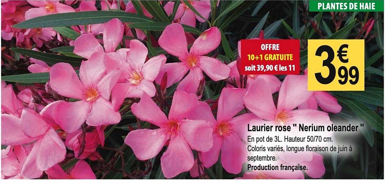 laurier rose "nerium oleander"