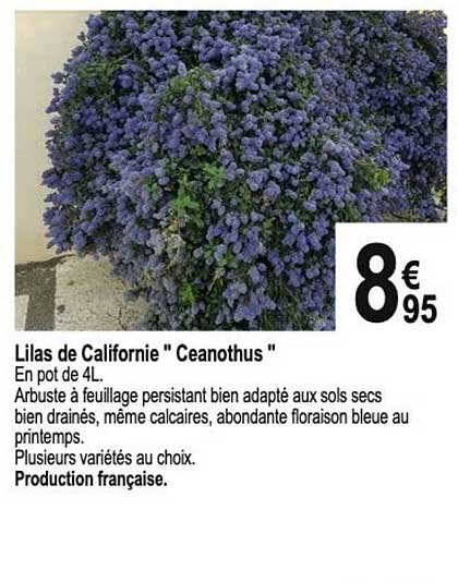 lilas de californie "ceanothus"