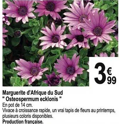 marguerite d'afrique du sud "osteospermum ecklonis"