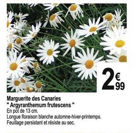 marguerite des canaries "argyranthemum frutescens"