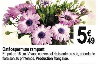 ostéospermum rampant