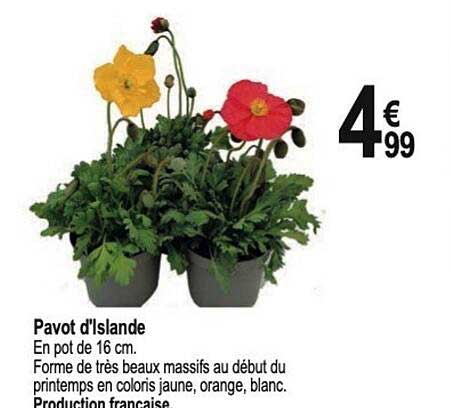 pavot d'islande