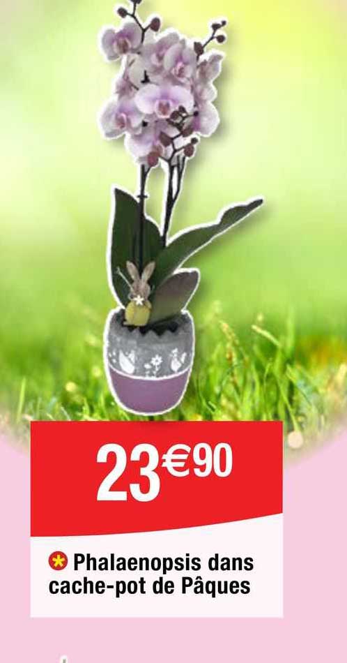 phalaenopsis dans cache-pot de pâques