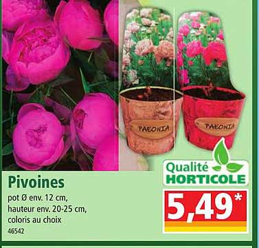 Pivoines