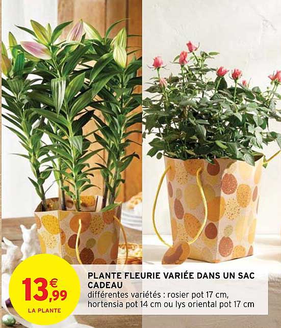 plante fleurie variée dans un sac cadeau